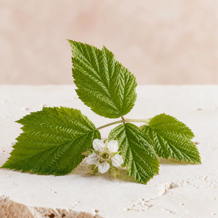 Himbeerblatt