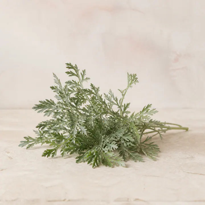 Eberrautekraut
