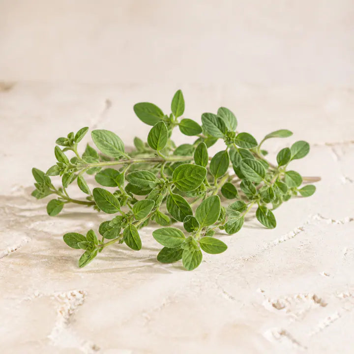 Oregano