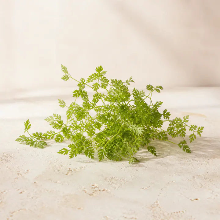 Kerbelkraut