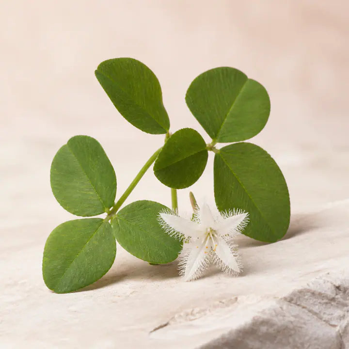 Bitterkleeblatt