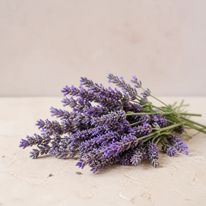 Lavendelblüte