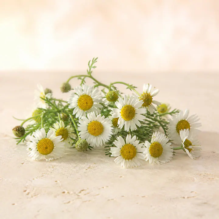 Kamillenblüte römisch