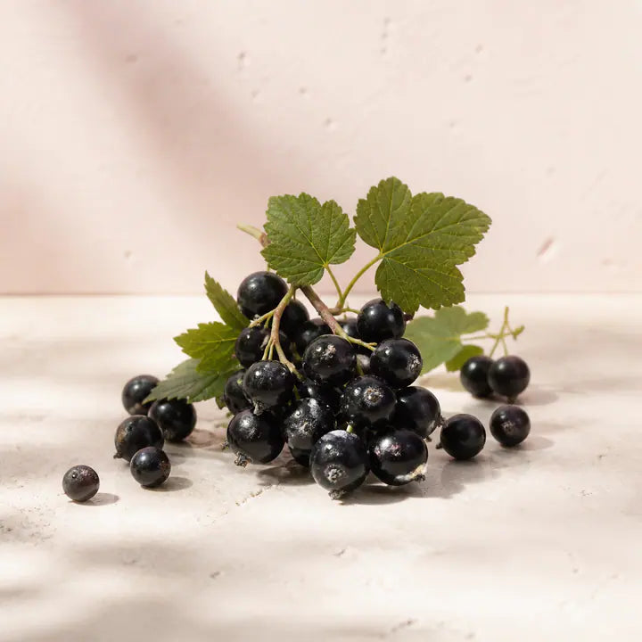 Johannisbeere schwarz